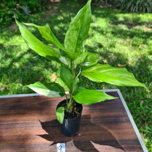 Load image into Gallery viewer, #19 Aglaonema Modestum Variegatum - 2 x heads
