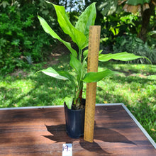 Load image into Gallery viewer, #19 Aglaonema Modestum Variegatum - 2 x heads