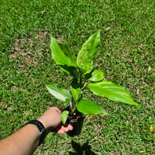 Load image into Gallery viewer, #19 Aglaonema Modestum Variegatum - 2 x heads