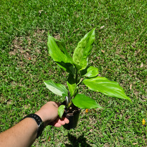 #19 Aglaonema Modestum Variegatum - 2 x heads