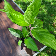 Load image into Gallery viewer, #19 Aglaonema Modestum Variegatum - 2 x heads