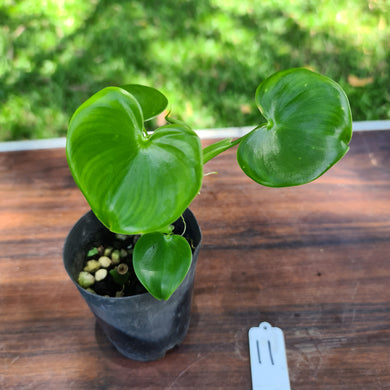 #11 Philodendron Grazielae