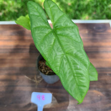 Load image into Gallery viewer, #98 Alocasia Corazon