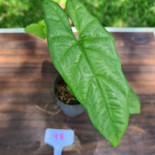 Load image into Gallery viewer, #98 Alocasia Corazon