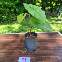 Load image into Gallery viewer, #98 Alocasia Corazon