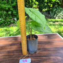 Load image into Gallery viewer, #98 Alocasia Corazon