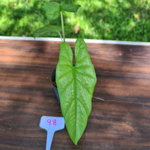 Load image into Gallery viewer, #98 Alocasia Corazon