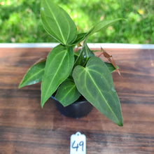 Load image into Gallery viewer, #49 Anthurium Magnificum Hybrid x - 3 heads