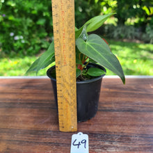 Load image into Gallery viewer, #49 Anthurium Magnificum Hybrid x - 3 heads