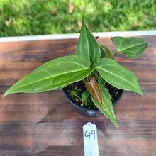 Load image into Gallery viewer, #49 Anthurium Magnificum Hybrid x - 3 heads