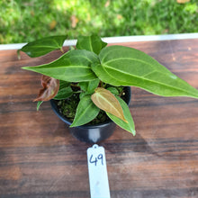 Load image into Gallery viewer, #49 Anthurium Magnificum Hybrid x - 3 heads