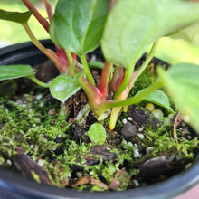 Load image into Gallery viewer, #49 Anthurium Magnificum Hybrid x - 3 heads