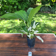 Load image into Gallery viewer, #29 Spathiphyllum &#39;Picasso&#39;