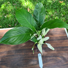 Load image into Gallery viewer, #29 Spathiphyllum &#39;Picasso&#39;