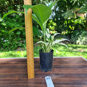 #29 Spathiphyllum 'Picasso'