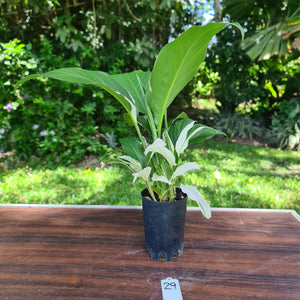 #29 Spathiphyllum 'Picasso'