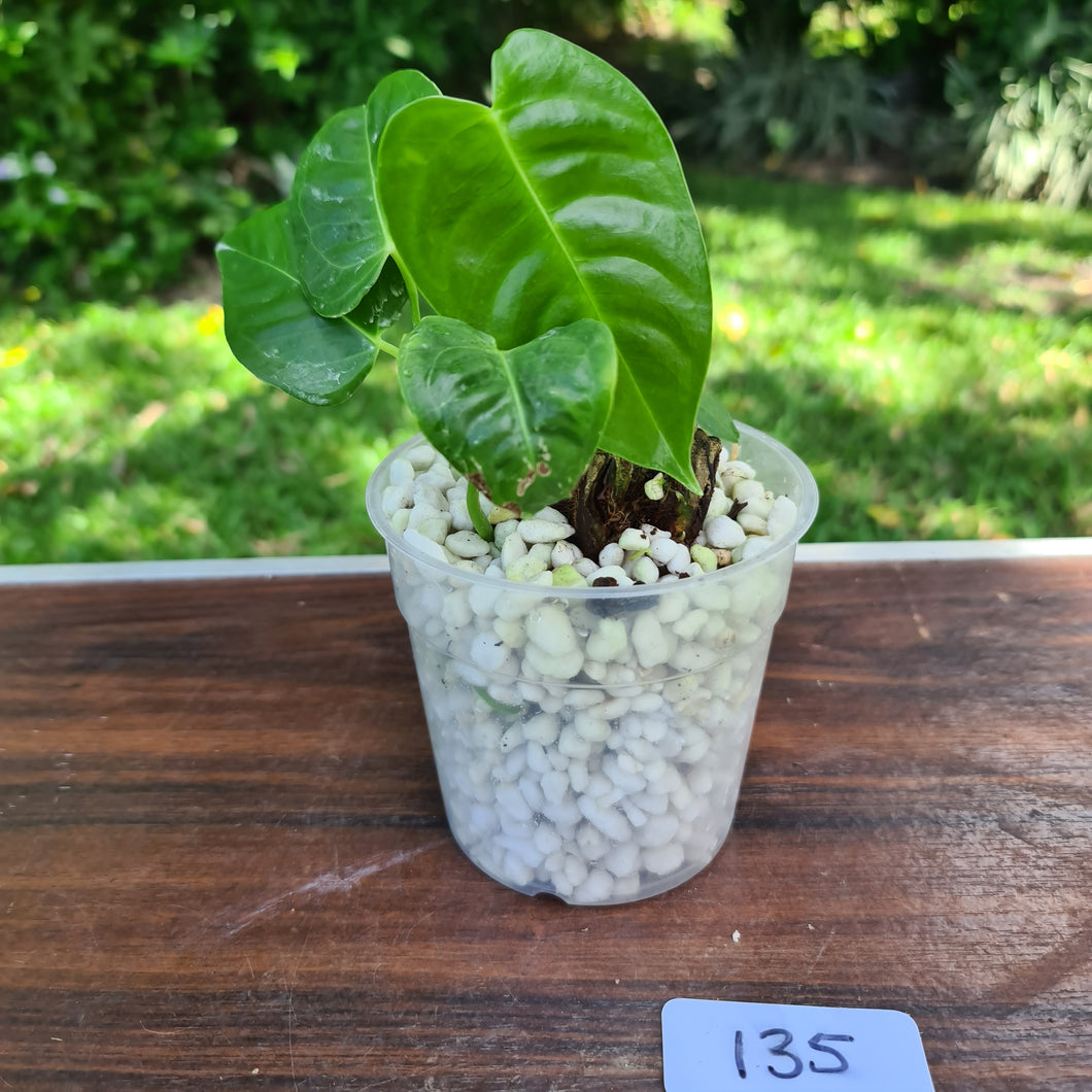 #135 Anthurium Veitchii -  Rooted/Shot Cutting