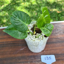 Load image into Gallery viewer, #135 Anthurium Veitchii -  Rooted/Shot Cutting