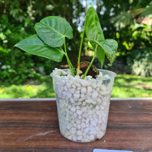 Load image into Gallery viewer, #135 Anthurium Veitchii -  Rooted/Shot Cutting