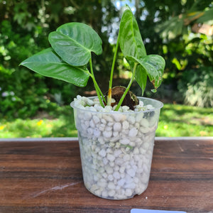 #135 Anthurium Veitchii -  Rooted/Shot Cutting