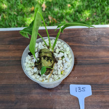 Load image into Gallery viewer, #135 Anthurium Veitchii -  Rooted/Shot Cutting