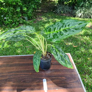 #52 Aglaonema 'Peacock'