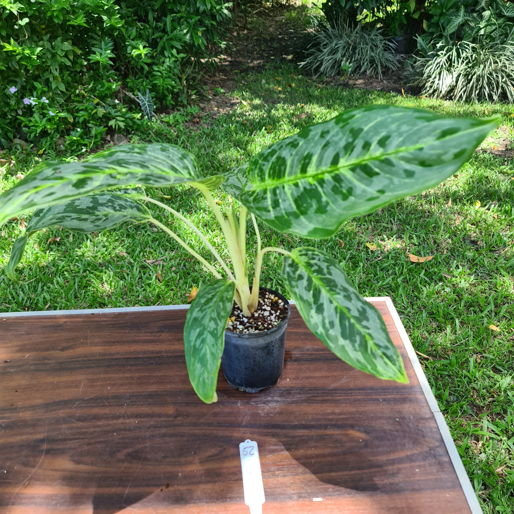 #52 Aglaonema 'Peacock'