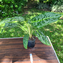 Load image into Gallery viewer, #52 Aglaonema &#39;Peacock&#39;