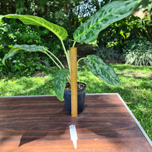 Load image into Gallery viewer, #52 Aglaonema &#39;Peacock&#39;
