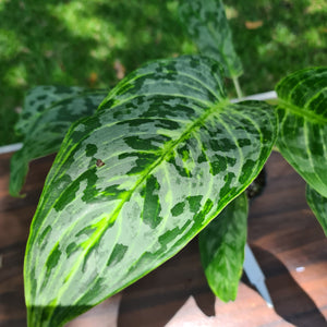 #52 Aglaonema 'Peacock'