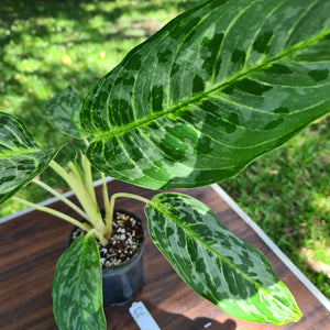 #52 Aglaonema 'Peacock'