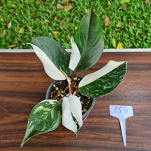 Load image into Gallery viewer, #154 Philodendron White Knight