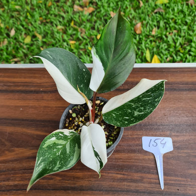 #154 Philodendron White Knight