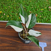 Load image into Gallery viewer, #154 Philodendron White Knight