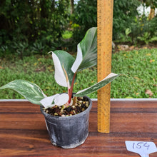 Load image into Gallery viewer, #154 Philodendron White Knight