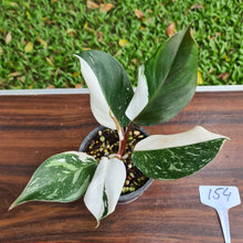 Load image into Gallery viewer, #154 Philodendron White Knight
