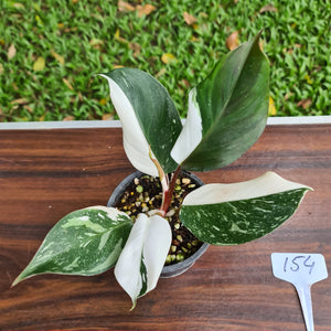 #154 Philodendron White Knight