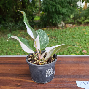 #154 Philodendron White Knight