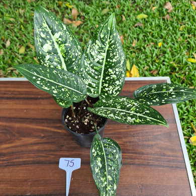 #75 Aglaonema 'Galaxy' / 'Morodoklok'