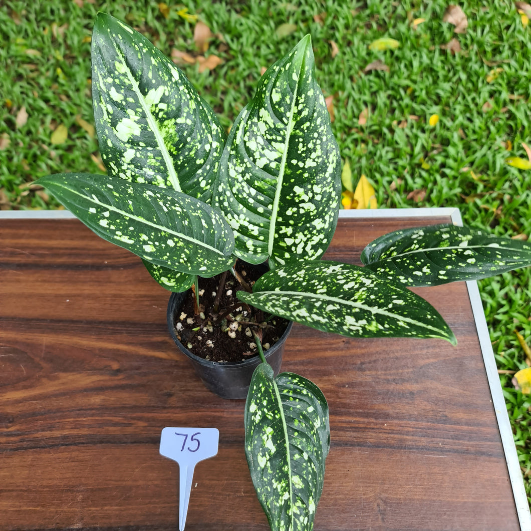 #75 Aglaonema 'Galaxy' / 'Morodoklok'