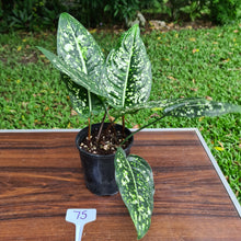 Load image into Gallery viewer, #75 Aglaonema &#39;Galaxy&#39; / &#39;Morodoklok&#39;