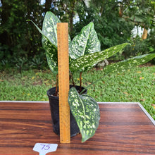 Load image into Gallery viewer, #75 Aglaonema &#39;Galaxy&#39; / &#39;Morodoklok&#39;