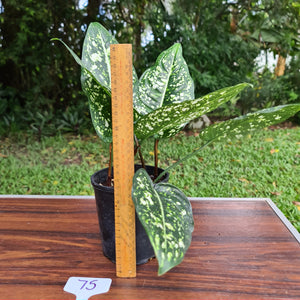 #75 Aglaonema 'Galaxy' / 'Morodoklok'