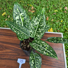 Load image into Gallery viewer, #75 Aglaonema &#39;Galaxy&#39; / &#39;Morodoklok&#39;