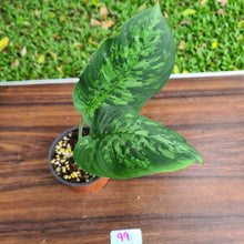 Load image into Gallery viewer, #99 Schismatoglottis Tricolor - 2 in the pot