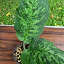 Load image into Gallery viewer, #99 Schismatoglottis Tricolor - 2 in the pot