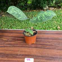 Load image into Gallery viewer, #99 Schismatoglottis Tricolor - 2 in the pot
