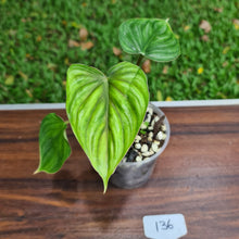 Load image into Gallery viewer, #136 Philodendron Plowmanii - Round Form