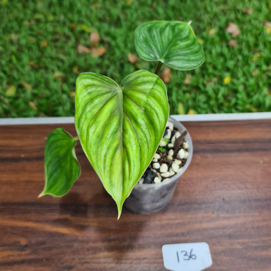 #136 Philodendron Plowmanii - Round Form