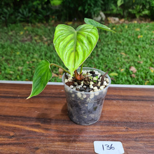 #136 Philodendron Plowmanii - Round Form